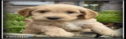 Cockapoo honden te koop: Cockapoo pups - Advertentie 10