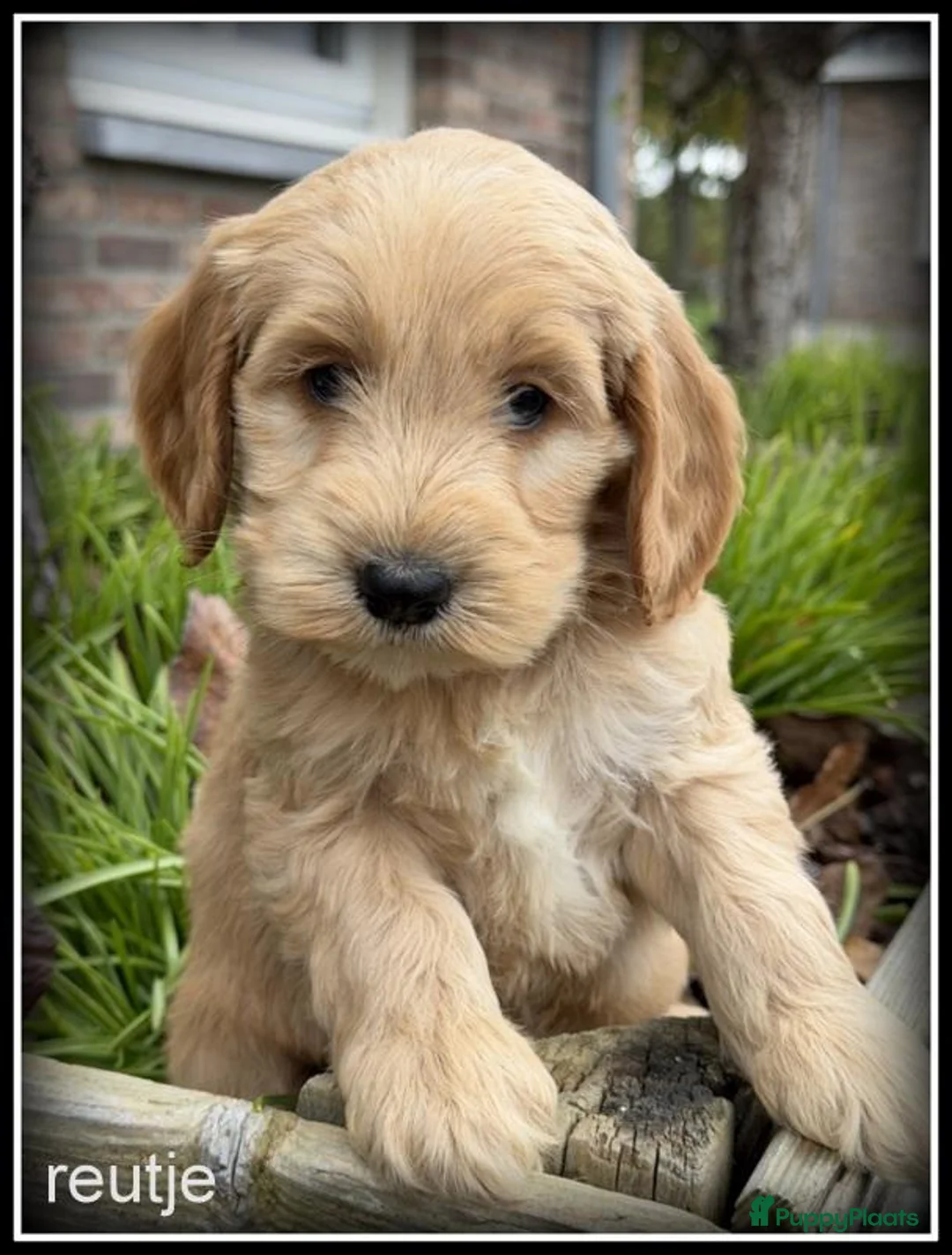 Cockapoo honden te koop: Cockapoo pups - Advertentie 10