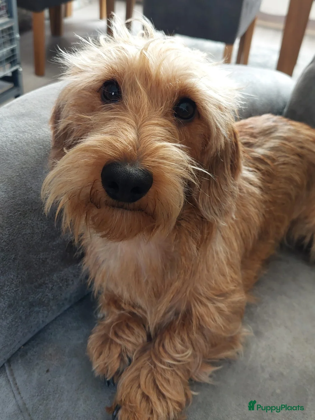 Kruising honden te koop: prachtige ruwhaar dwergteckel pups - Advertentie 2