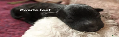 Zwarte teef
