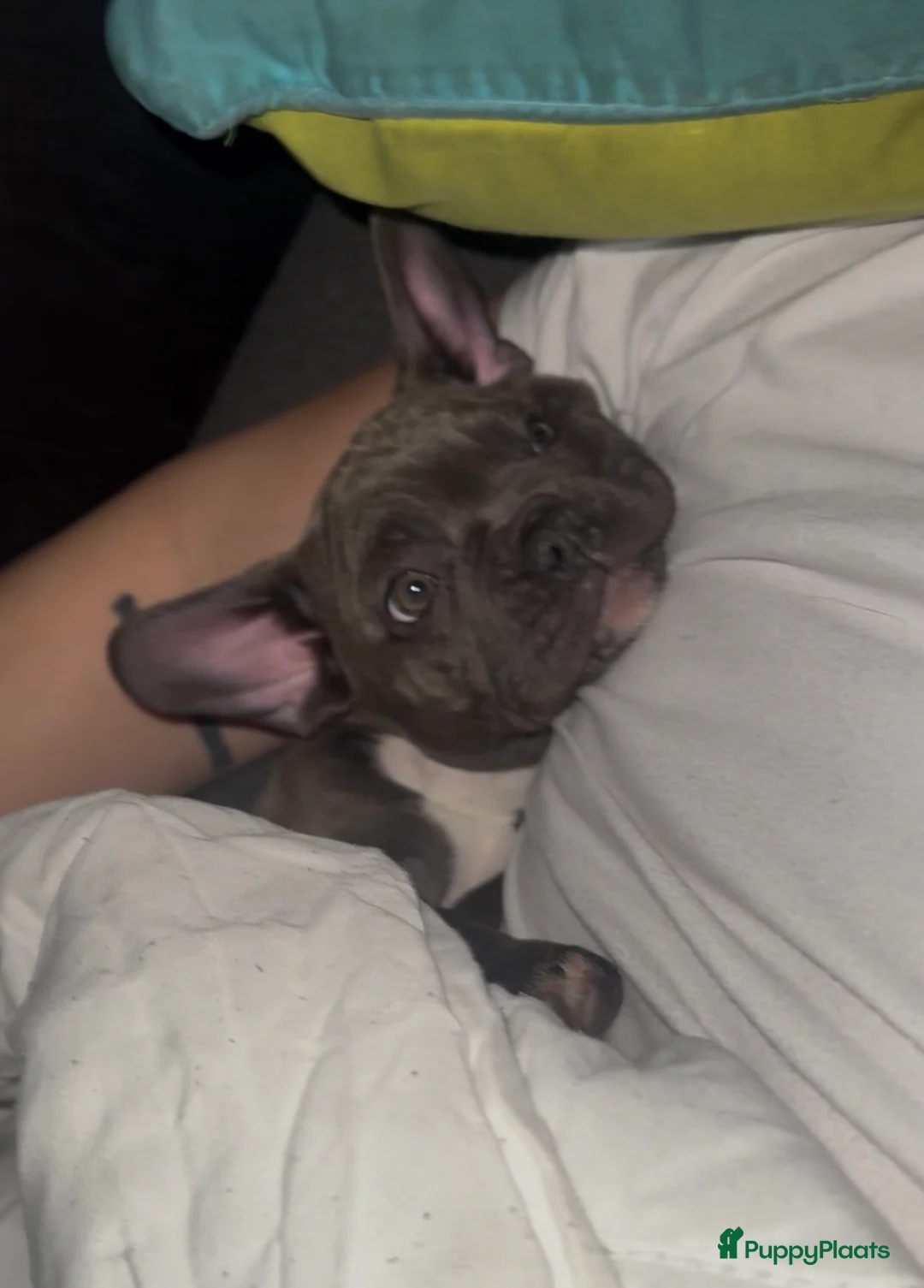 Franse Bulldog honden te koop: franse bulldog blue tan teefje - Advertentie 4