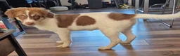Kruising honden ter adoptie: Charlie - Advertentie 4