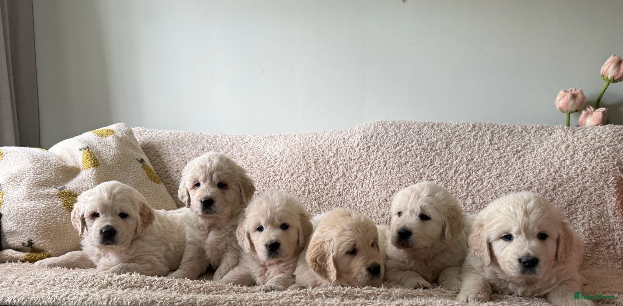 Golden Retriever honden Golden retriever pups🐶❤️ - Advertentie 1