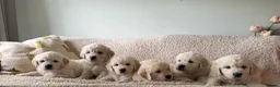 Golden Retriever honden te koop: Golden retriever pups🐶❤️ - Advertentie 1