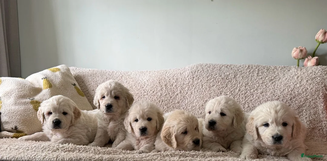 Golden Retriever honden te koop: Golden retriever pups🐶❤️ - Advertentie 1