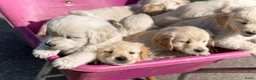 Golden Retriever honden te koop: Mooie lieve boerderij puppy’s  - Advertentie 10
