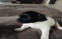 Friese Stabij honden te koop: Drie lieve Friese Stabij reutjes in Gasselte - Afbeelding 7