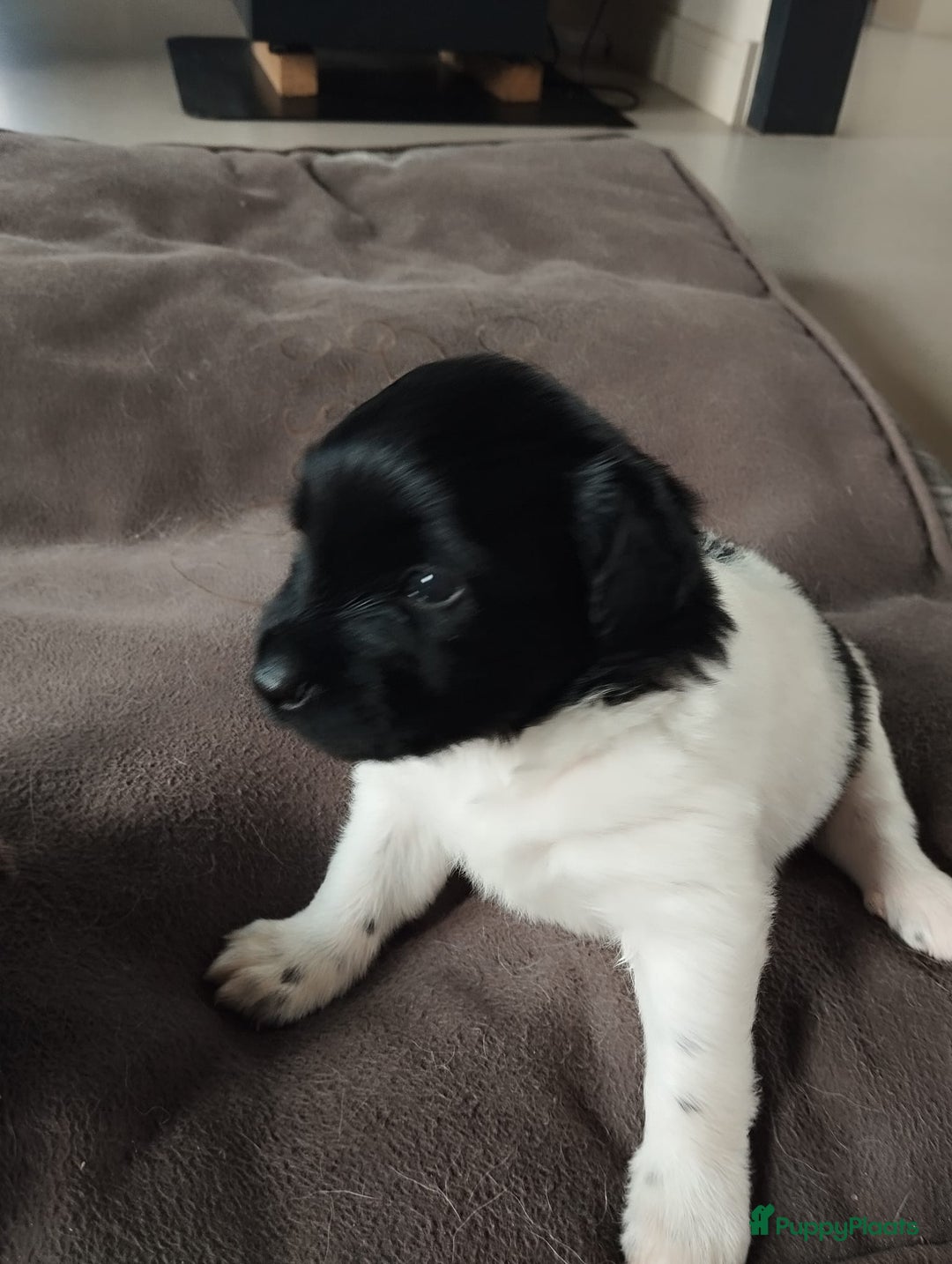 Friese Stabij honden te koop: Drie lieve Friese Stabij reutjes in Gasselte - Afbeelding 7
