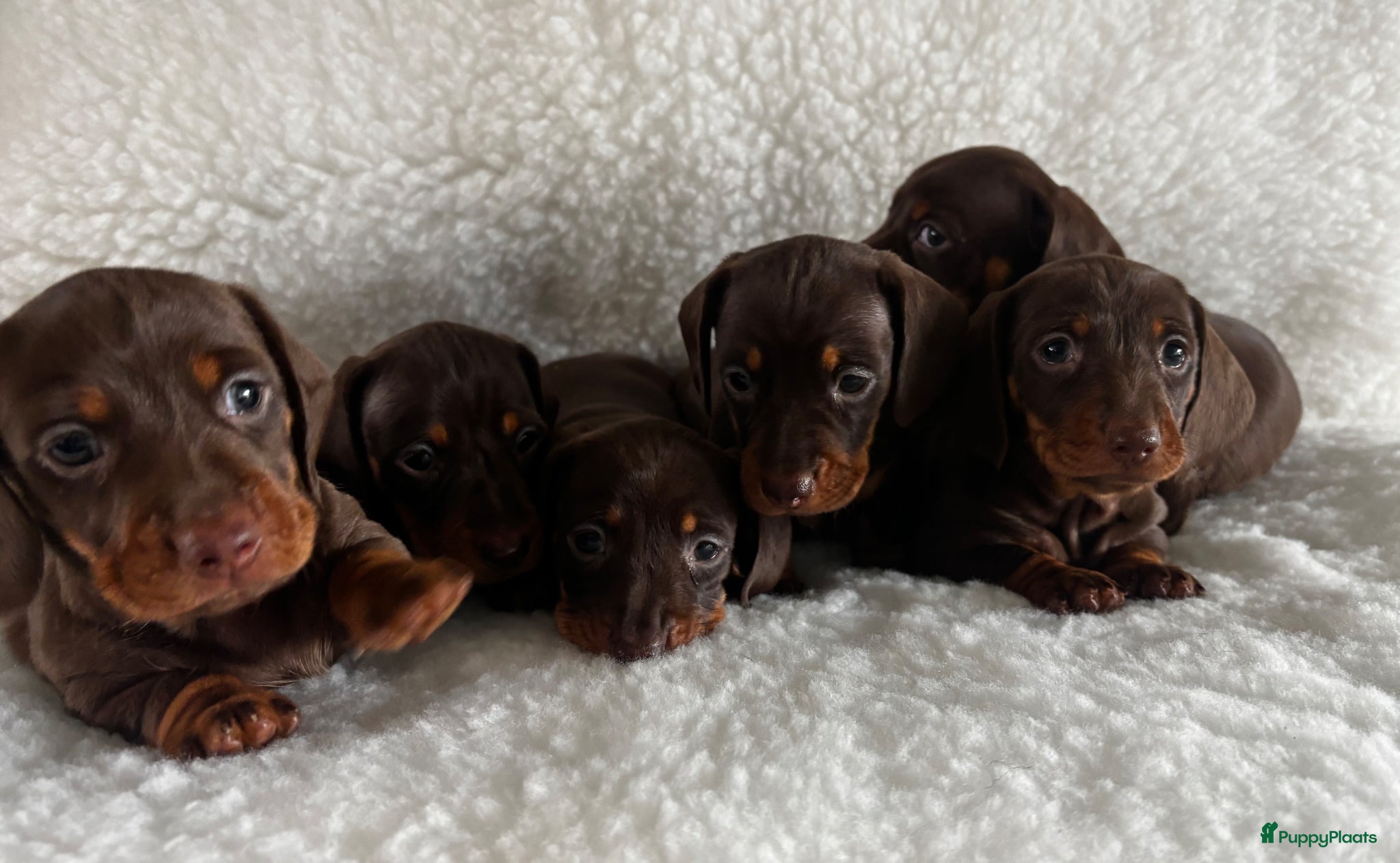 Teckel (korthaar)  honden Prachtige choco and tan dwerg teckel pups  - Advertentie 1