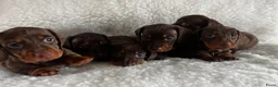 Teckel (korthaar)  honden te koop: Prachtige choco and tan dwerg teckel pups  - Advertentie 1
