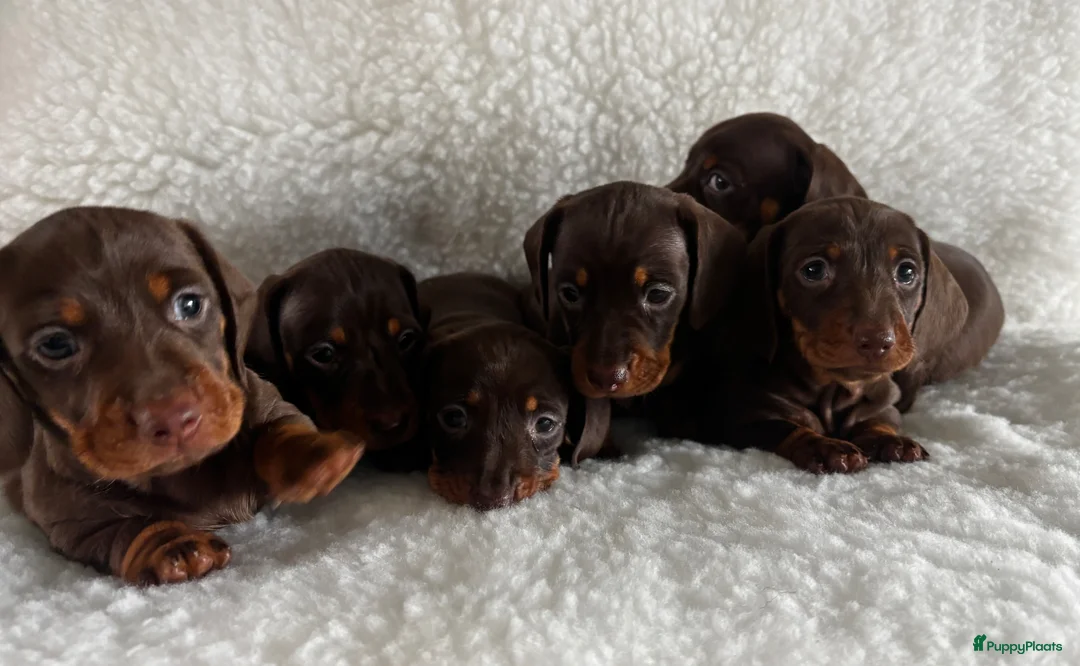 Teckel (korthaar)  honden te koop: Prachtige choco and tan dwerg teckel pups  - Advertentie 1