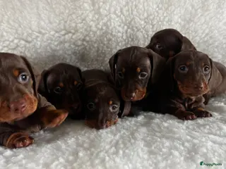Teckel (korthaar) honden Prachtige choco and tan dwerg teckel pups - Advertentie 1