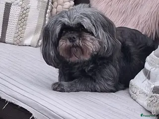 Shih Tzu honden Shih Tzu pup - Advertentie 1