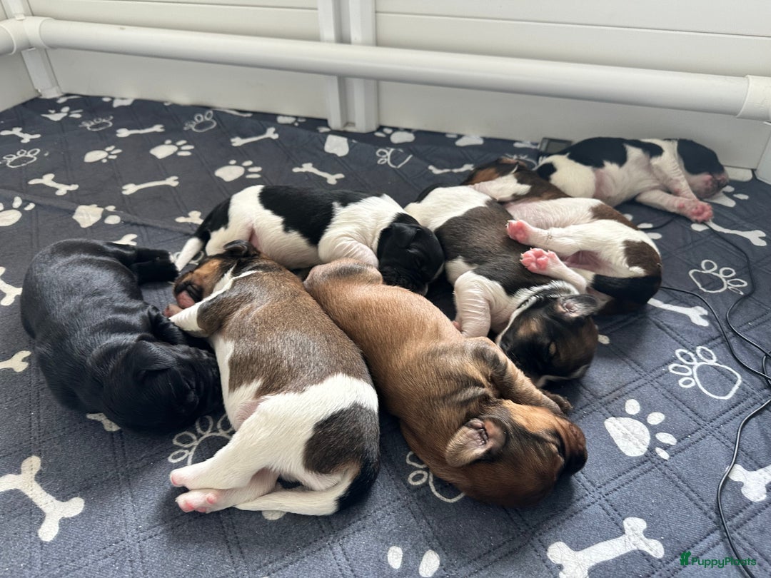 Kruising honden te koop: Nog 2 knuffelbare kruising puppy’s beschikbaar  - Afbeelding 12