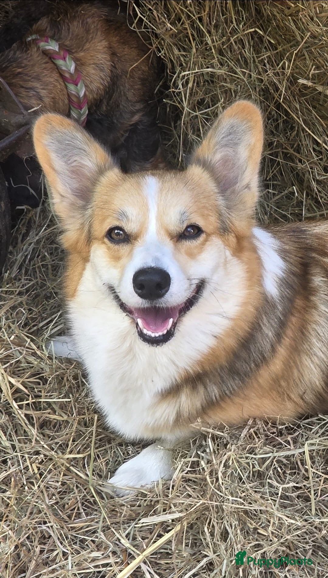 Welsh Corgi Pembroke honden Welsh Corgi Pembroke pups - Advertentie 1