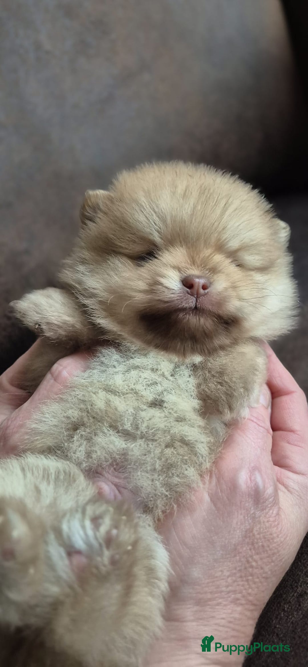 Kruising honden te koop: 3 reutjes - Advertentie 13