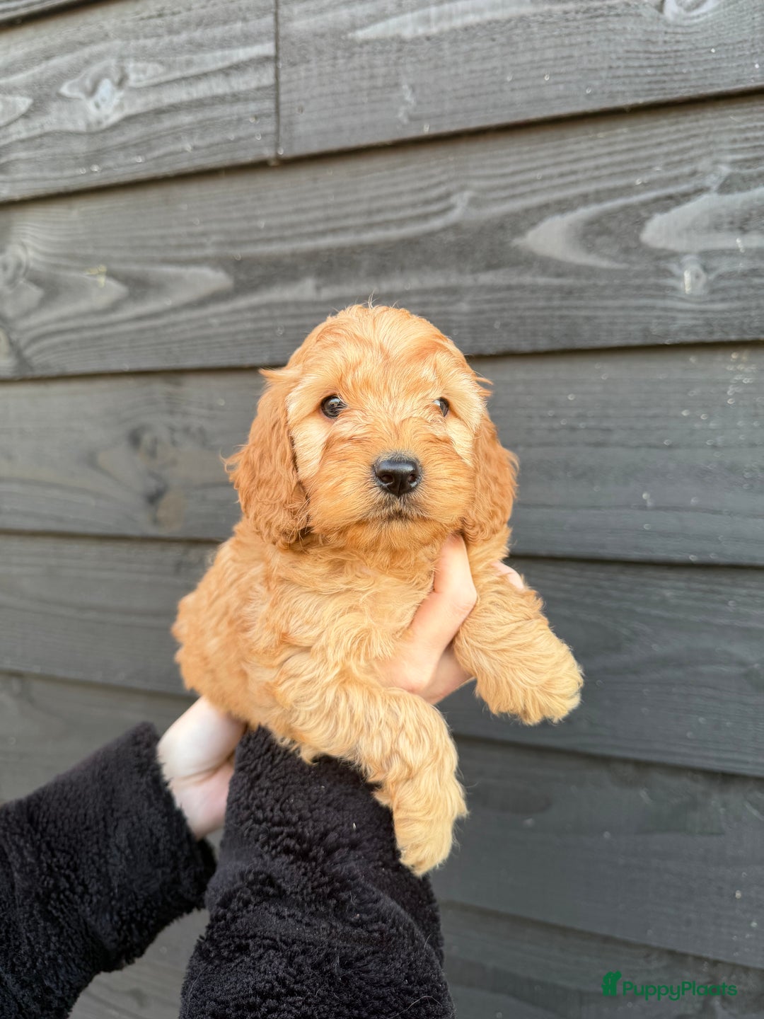 Cockapoo honden te koop: Prachtige Cockapoo pups beschikbaar! - Advertentie 7