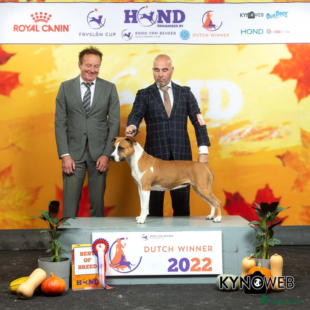 Galerij afbeelding {{count}}