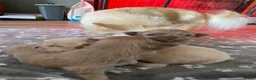 Chihuahua honden te koop: Langharige Chihuahua puppy’s  - Advertentie 20