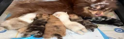 Pomeriaan honden te koop: Mooie Pomeriaantjes  - Advertentie 18