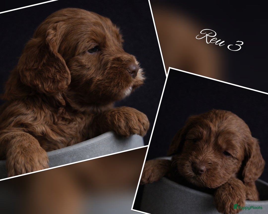 Australian Labradoodle honden te koop: Gereserveerd (australian labradoodle pups) - Advertentie 3
