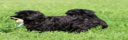 Cockapoo honden te koop: Leuke Cockapoo pups - Advertentie 11