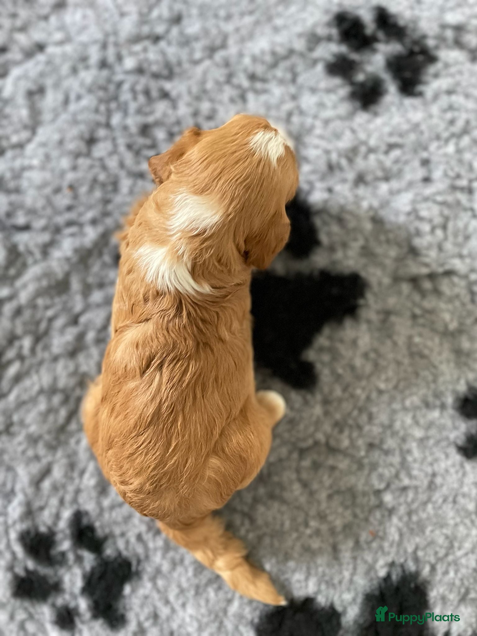 Australian Labradoodle honden te koop: Nestje Australian Labradoodles mini - Advertentie 18