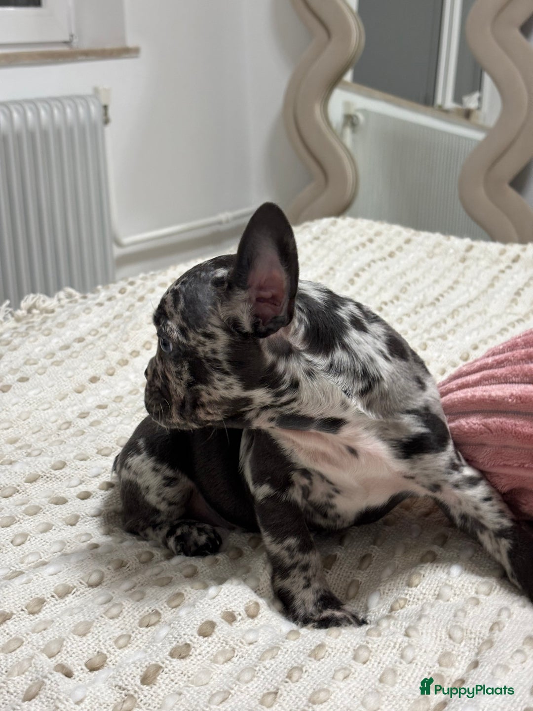 Franse Bulldog honden te koop: Franse bulldog - Advertentie 6