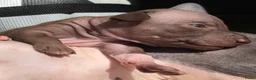 Amerikaanse Naakthond honden te koop: American hairless terrier / naakthond - Advertentie 7