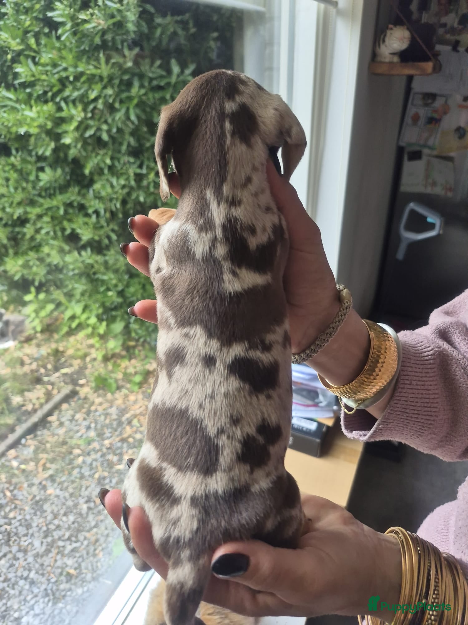 Teckel (korthaar)  honden te koop: ❤️ Prachtige, sociale, lieve dwergteckel pups ❤️ - Advertentie 12