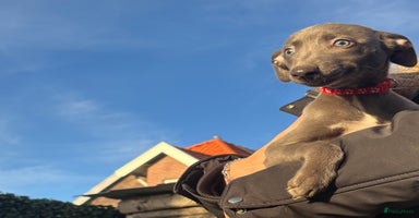 Whippet honden Prachtige whippet pups - Advertentie 2