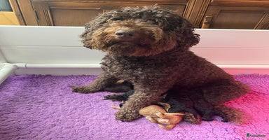 Labradoodle honden - Advertentie 3