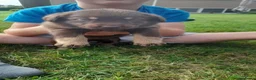 Kruising honden te koop: labrador x bordercollie pups - Advertentie 9