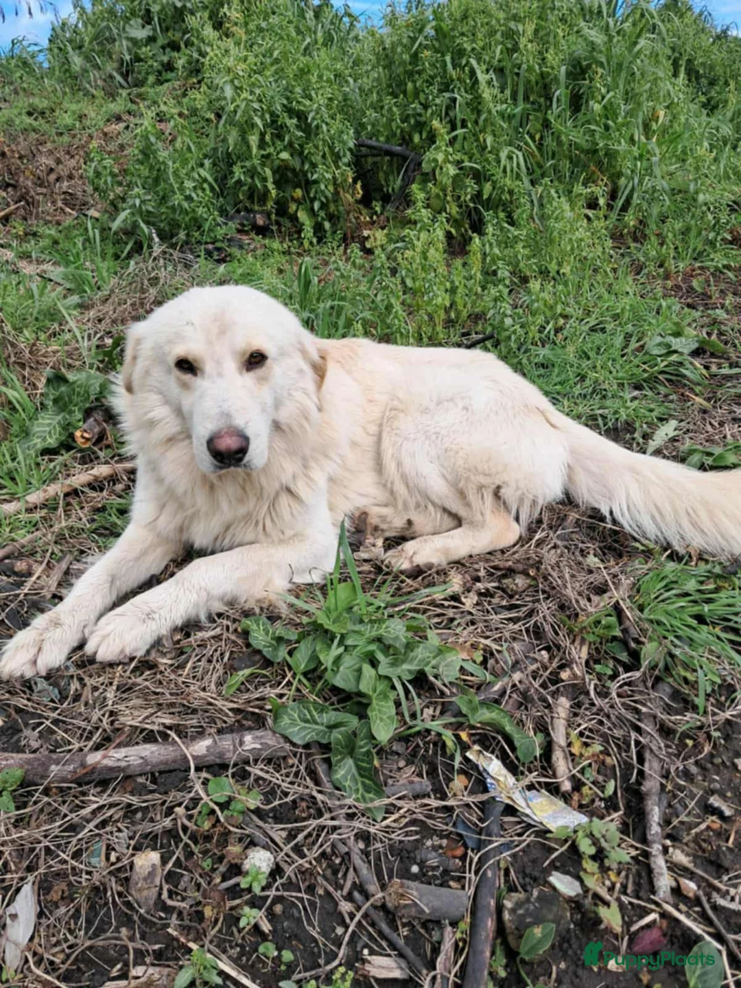 Kruising honden te koop: Chicco zoekt baasje - Advertentie 2