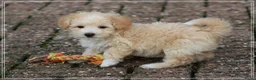 Maltipoo honden te koop: Leuke Maltipoo pups. - Advertentie 17