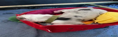 Border Collie Puppy 6 (met het groene bandje)