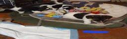 Jack Russel Terriër honden te koop: Gezonde raszuiver gefokt Jack Russel pups laagbeen - Advertentie 25