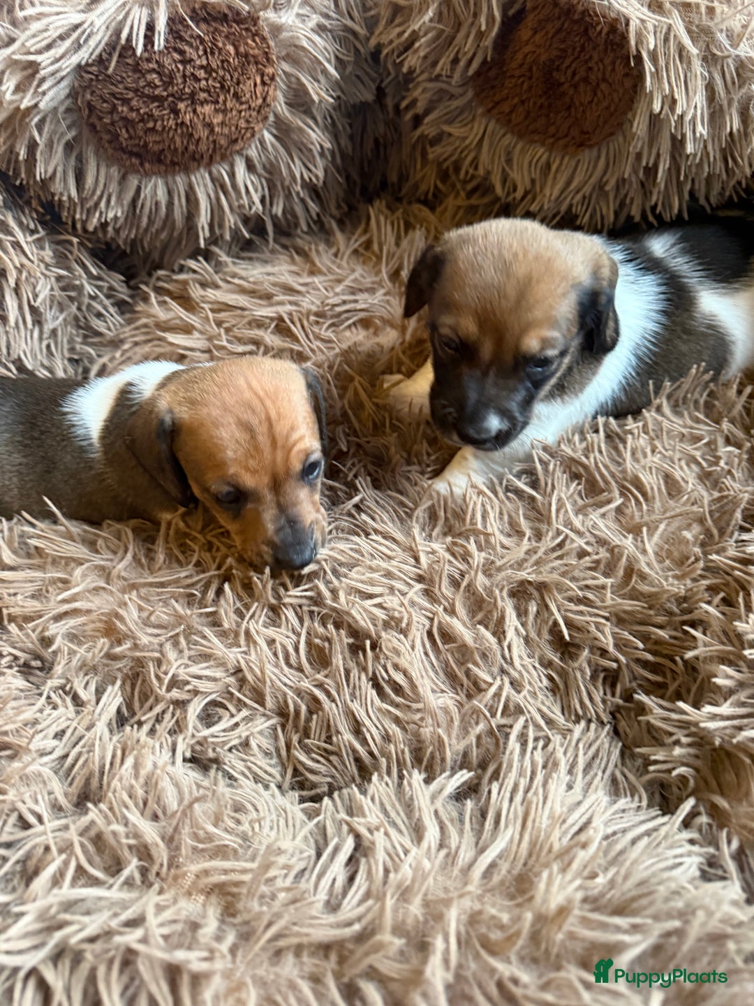Teckel (korthaar)  honden te koop: Piebald dwergteckel pups - Advertentie 13