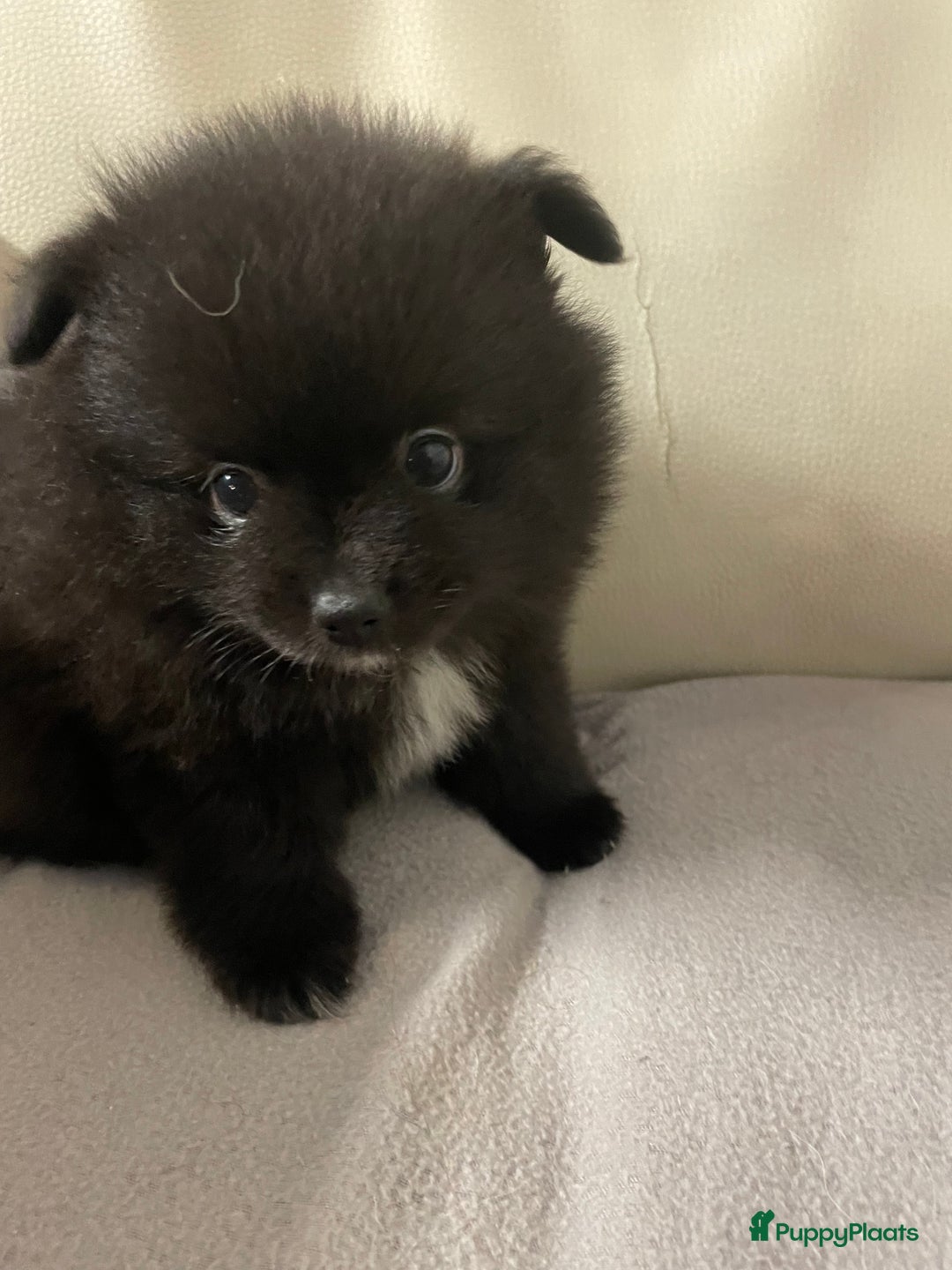 Pomeriaan honden te koop: 4 Prachtige pomeriaan/dwergkees pups. 💙💜 - Advertentie 2