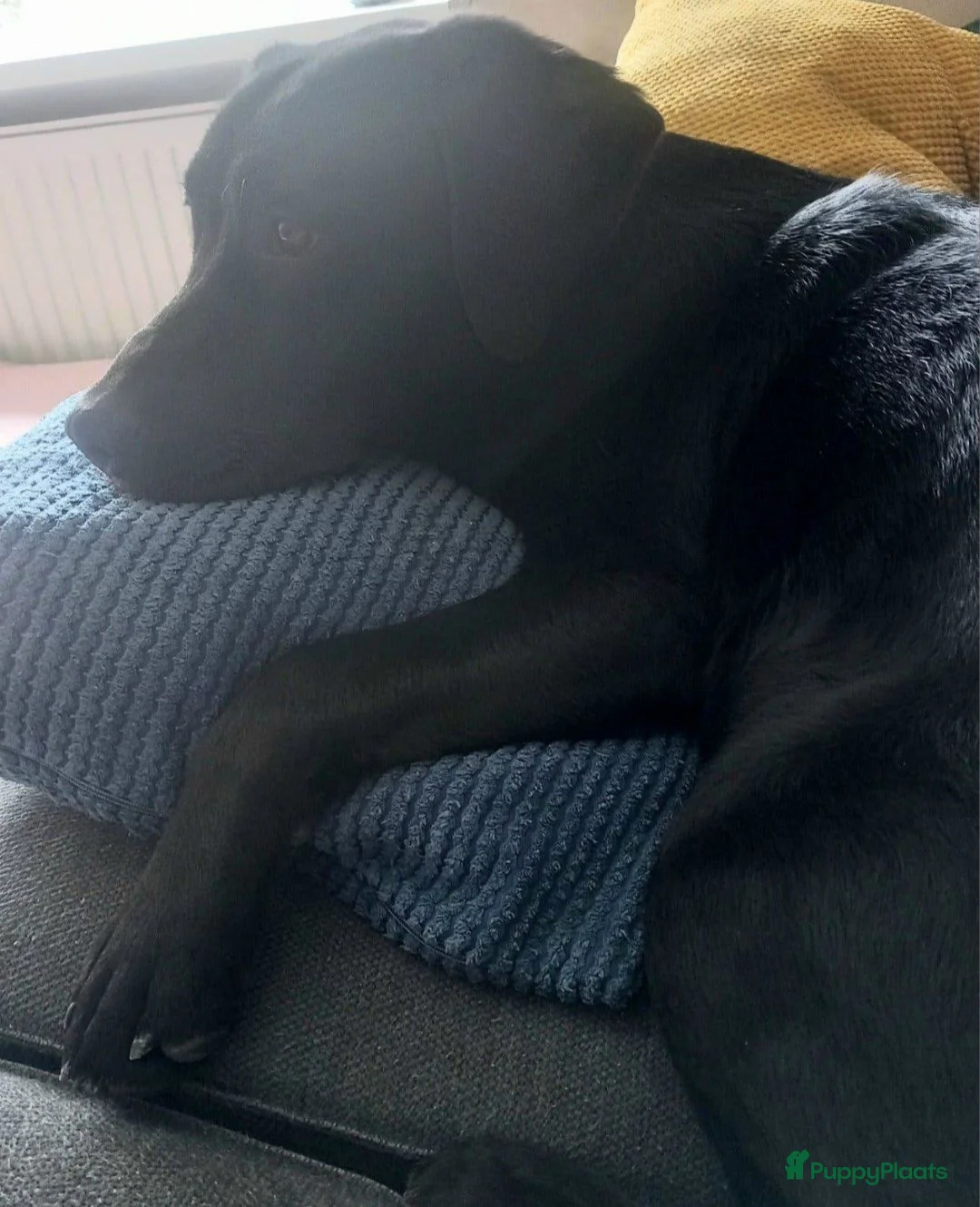 Kruising honden te koop: 3Luik Luna! - Advertentie 2