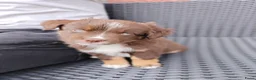 Miniature American Shepherd honden te koop: Mini American Shepherd pup teefje - Advertentie 11