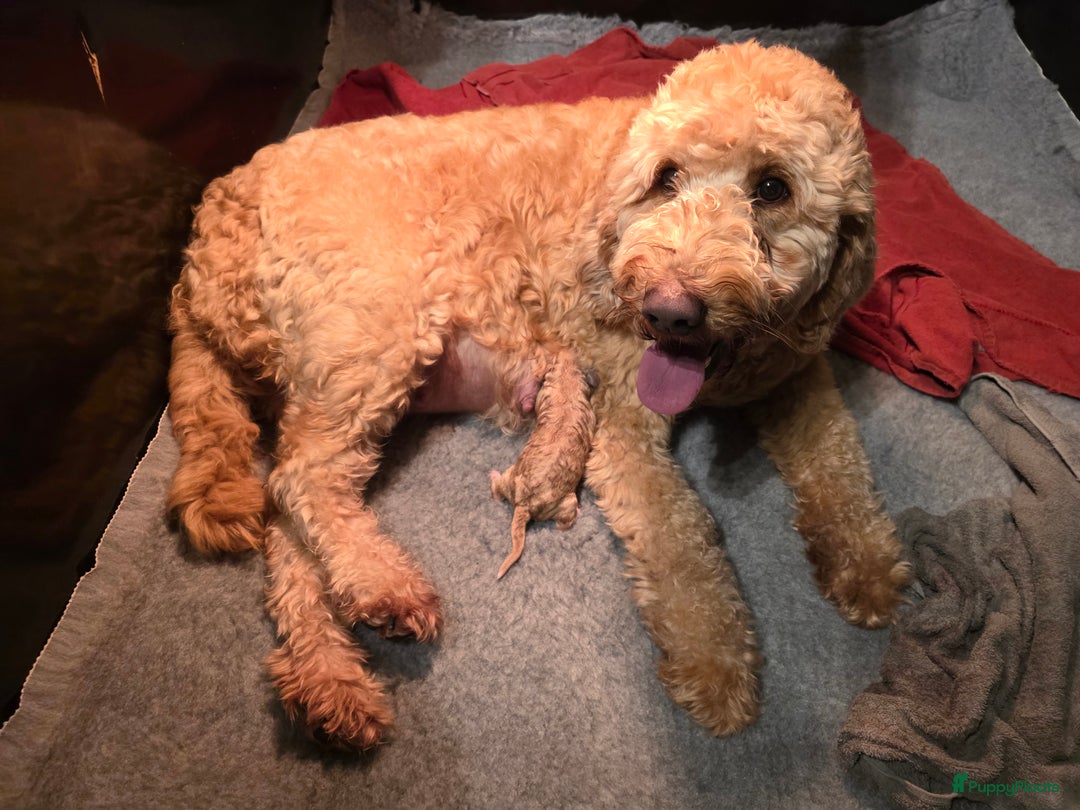 Kruising honden te koop: Goldendoodle multigen reutjes mogen verhuizen - Advertentie 10