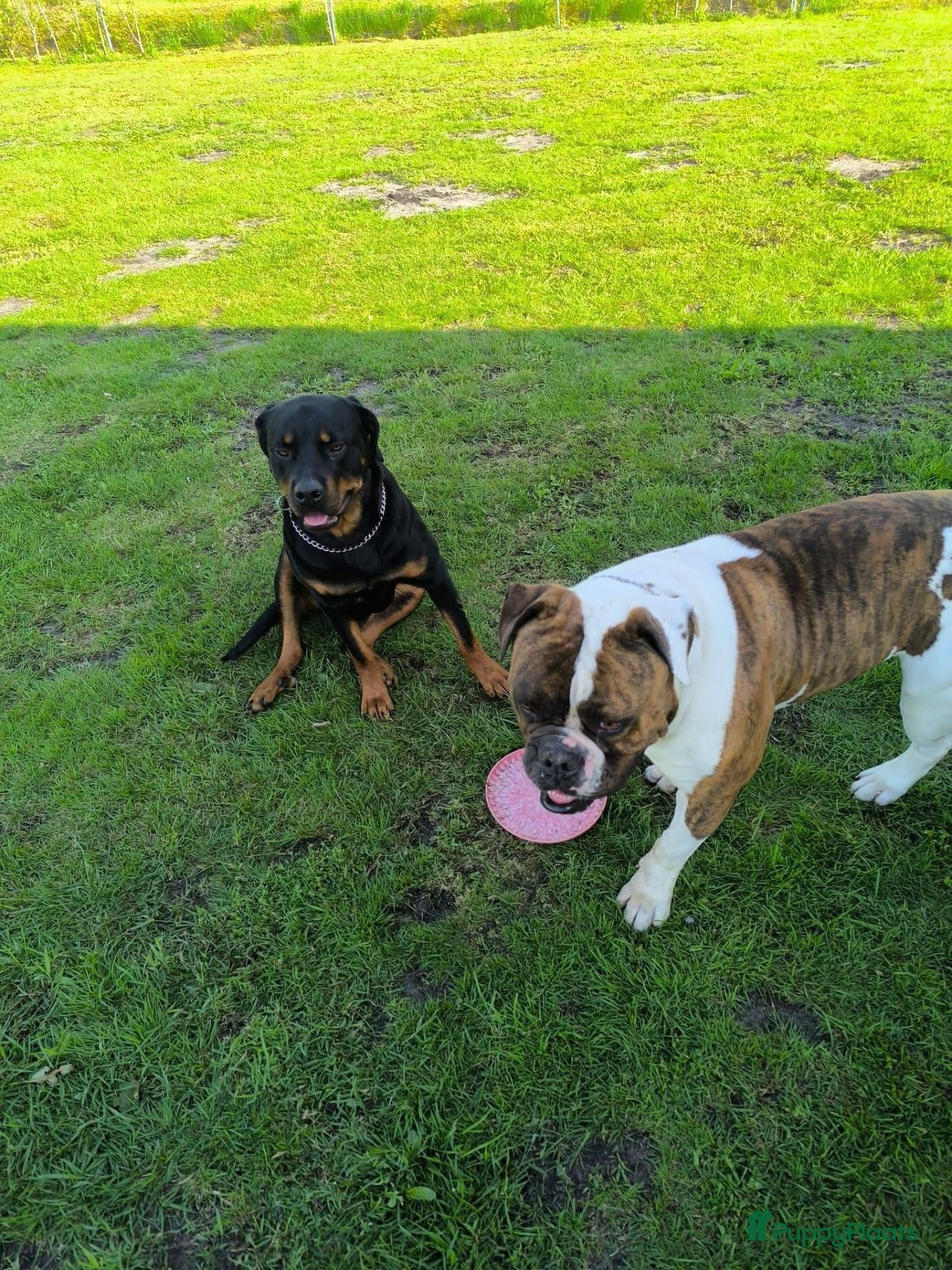 Kruising honden Nestje pups/ Rottweiler -X- Amerikaans Bulldog. - Advertentie 15