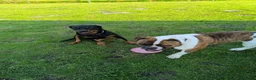Kruising honden te koop: Nestje pups/ Rottweiler -X- Amerikaans Bulldog. - Advertentie 1