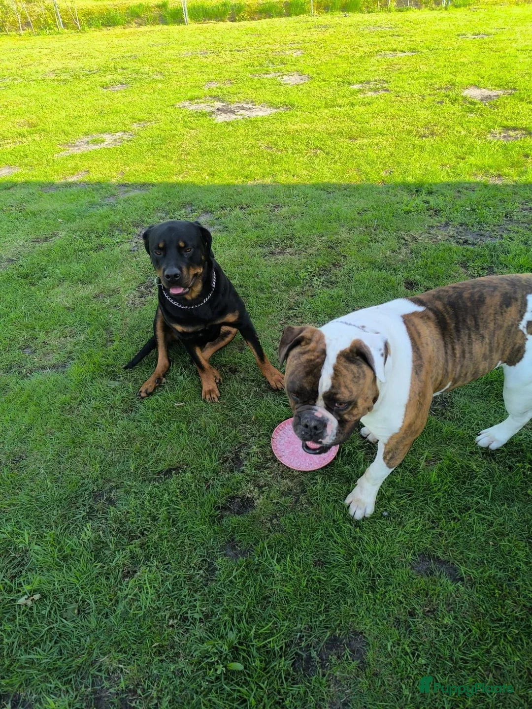 Kruising honden te koop: Nestje pups/ Rottweiler -X- Amerikaans Bulldog. - Advertentie 1