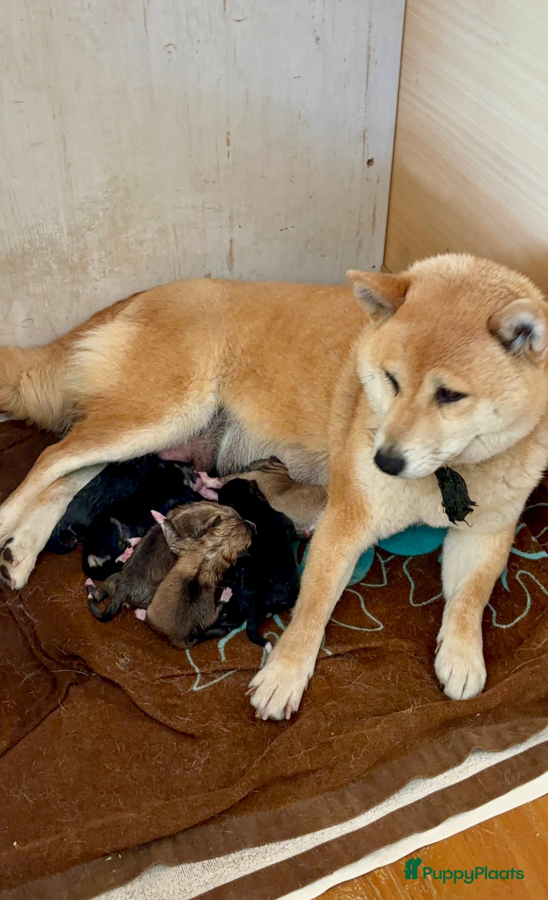 Shiba honden te koop: Shiba inu in Genk - Afbeelding 35