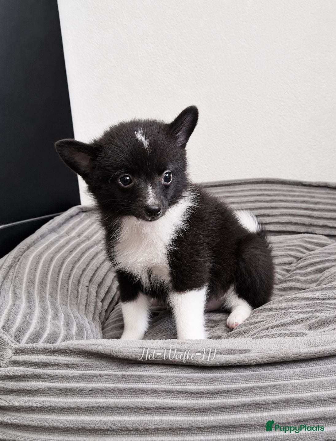 Pomsky honden Futs 💙 F1b pomsky reu - Advertentie 2