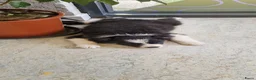 Border Collie honden te koop: Nog 1 Border Collie pup 3 kleur, heel verleidelijk - Advertentie 6
