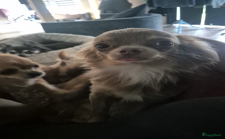 Chihuahua honden - Advertentie 3