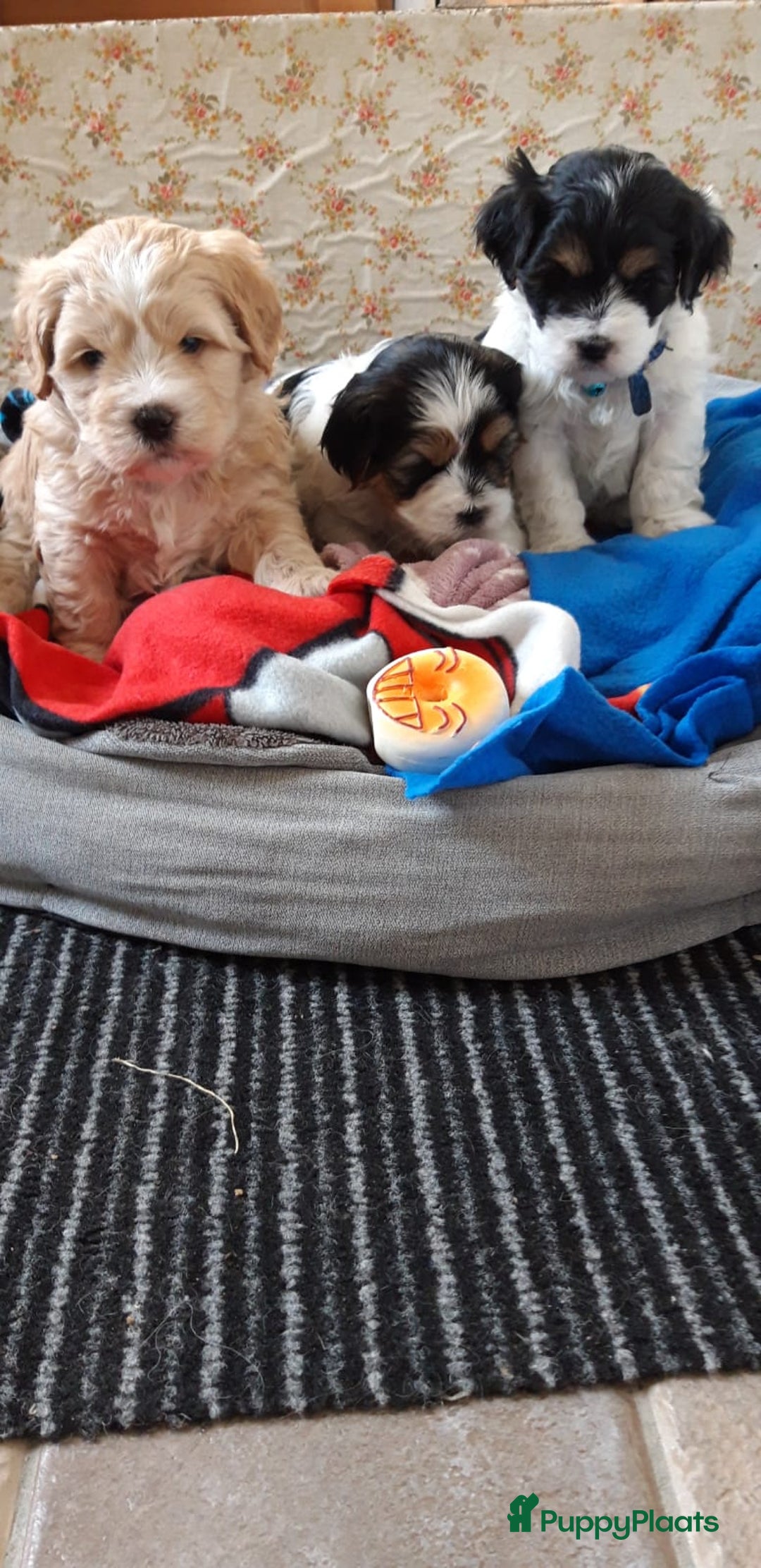 Kruising honden te koop: Schattige Boomer Puppy's - Advertentie 17